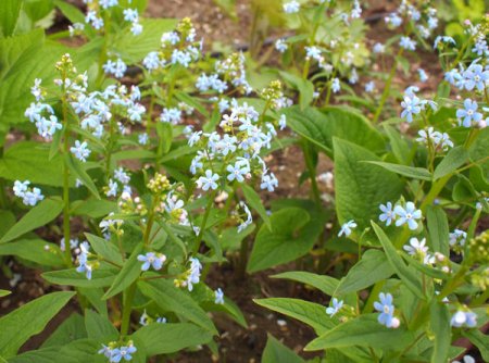 [0] Brunnera sibirica - Sibirisches Vergissmeinnicht