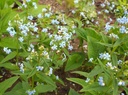 Brunnera sibirica - Sibirisches Vergissmeinnicht