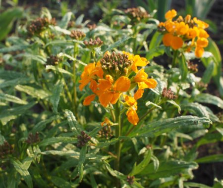 [0] Erysimum x allionii 'Orange Queen' - Goldlack