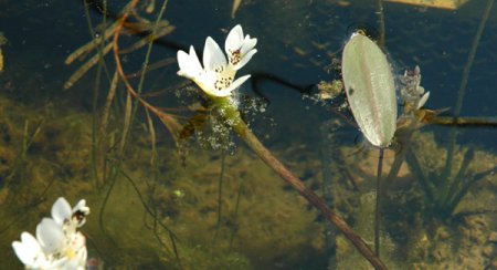 [0] Aponogeton distachyos - Wasserähre