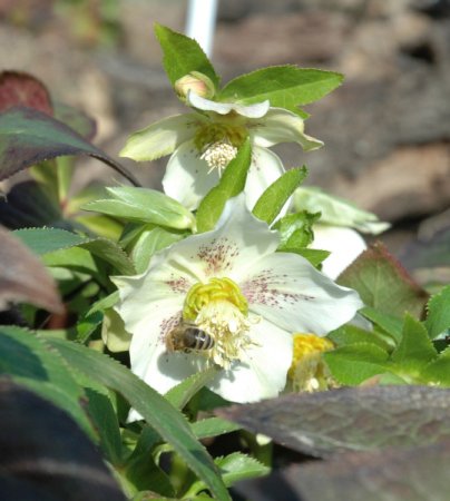 [0] Helleborus x orientalis, weiß - Christrose