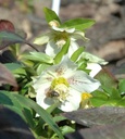 Helleborus x orientalis, weiß - Christrose