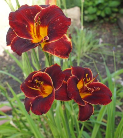 [0] Hemerocallis 'Night Embers' - Taglilie