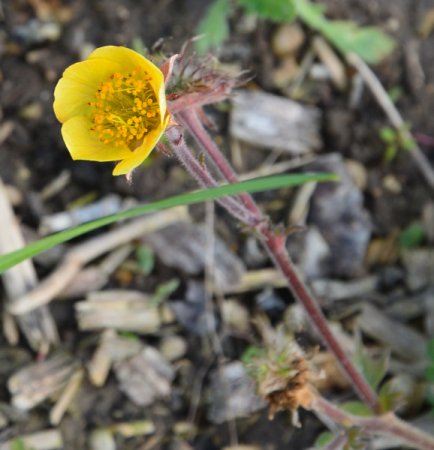 [0] Geum 'Beech House Apricot' - Nelkenwurz