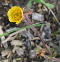 Geum 'Beech House Apricot' - Nelkenwurz