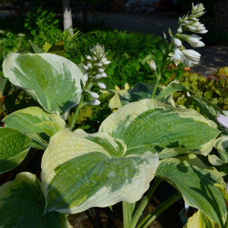[0] Hosta x cultorum 'American Halo' - Funkie