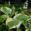 Hosta x cultorum 'American Halo' - Funkie