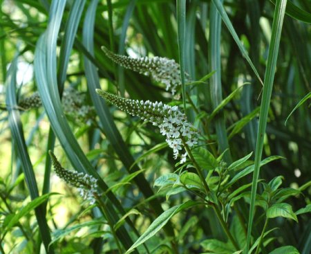 [0] Lysimachia clethroides - Schnee-Felberich