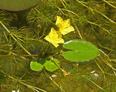 [0] Nymphoides peltata - Seekanne