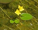 Nymphoides peltata - Seekanne