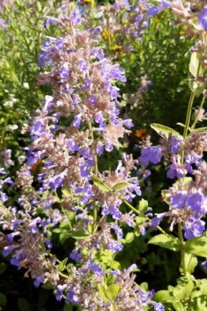 [0] Nepeta grandiflora 'Pool Bank' - Katzenminze
