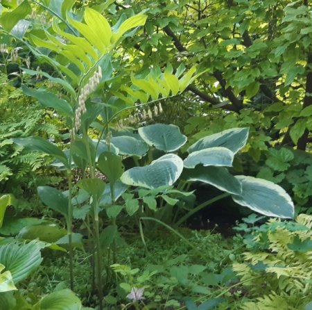 [0] Polygonatum x hybridum 'Weihenstephan' - Salomonssiegel