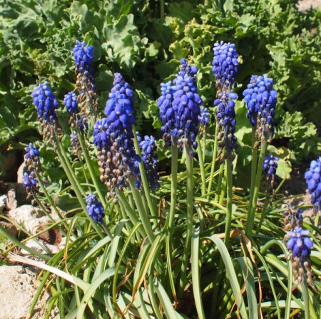 [0] Muscari armeniacum - Traubenhyazinthe