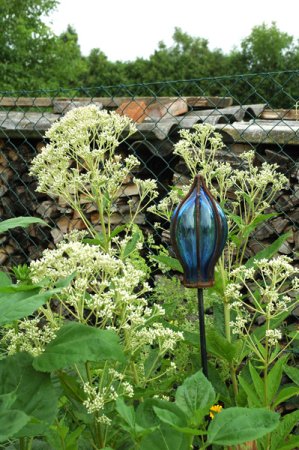 [0] Eupatorium fistulosum 'Album' - Wasserdost