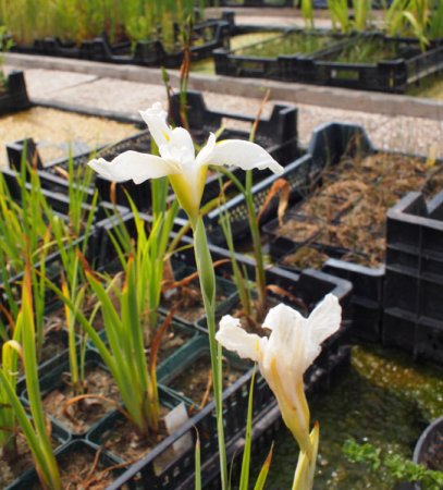 [0] Iris ensata, weiß - Japanische Sumpf-Schwertlilie
