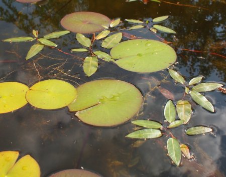 [0] Persicaria amphibia - Wasser-Knöterich
