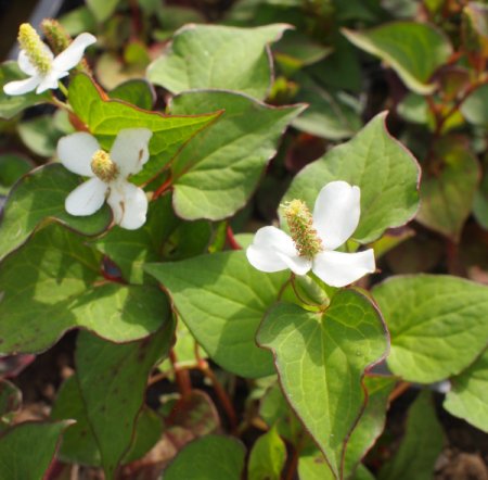 [0] Houttuynia cordata - Eidechsenschwanz