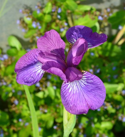 [0] Iris sibirica 'Sparkling Rose' - Sibirische Schwertlilie
