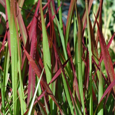 [0] Imperata cylindrica 'Red Baron' - Japanisches Blutgras