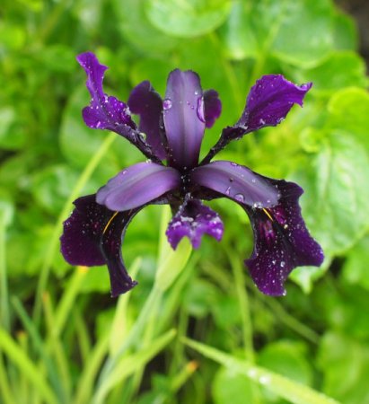 [0] Iris chrysographes 'Black Form' - Bartlose Schwertlilie