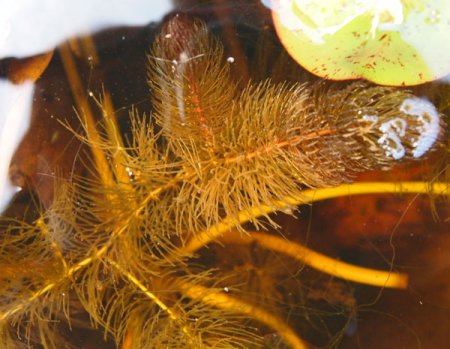 [0] Ceratophyllum demersum - Hornblatt