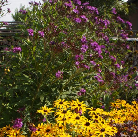 [0] Vernonia crinita 'Mammuth' - Vernonie