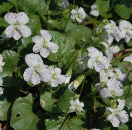 [0] Viola sororia 'Freckles' - Pfingst-Veilchen