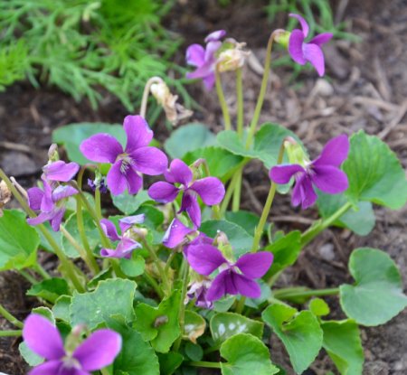 [0] Viola sororia 'Rubra' - Pfingst-Veilchen
