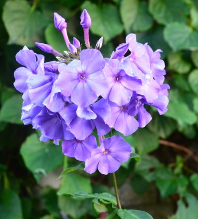 [0] Phlox paniculata 'Blue Paradise' - Flammenblume