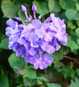Phlox paniculata 'Blue Paradise' - Flammenblume