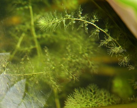 [0] Utricularia australis - Wasserschlauch