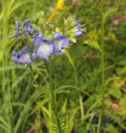 [0] Polemonium caeruleum - Jakobsleiter