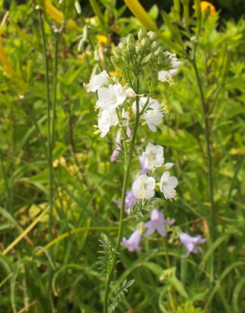 [0] Polemonium caeruleum 'Album' - Jakobsleiter
