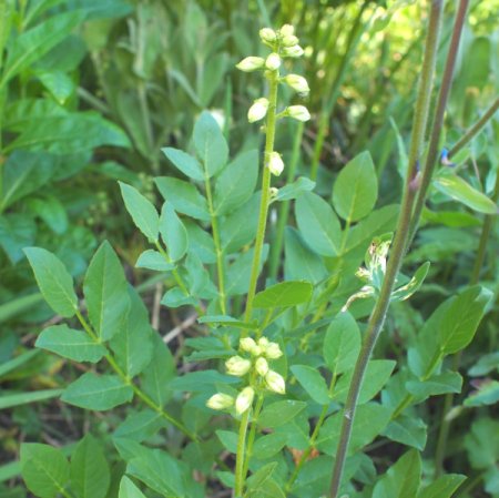 [0] Dictamnus albus 'Albiflorus' - Diptam