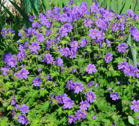 [0] Geranium x magnificum 'Rosemoor' - Storchschnabel