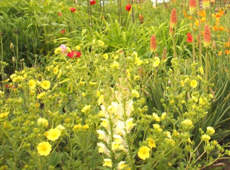 [0] Potentilla recta - Fingerkraut