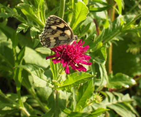 [0] Knautia macedonica - Witwenblume