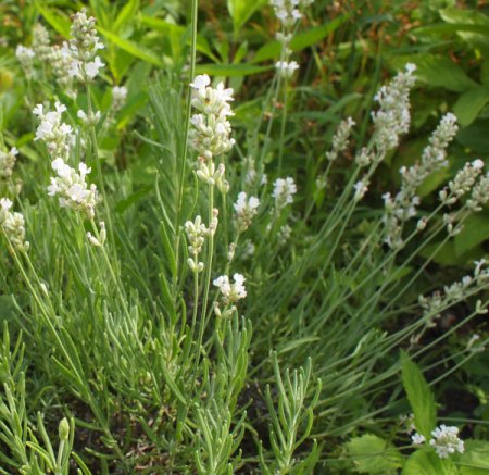 [0] Lavandula angustifolia 'Arctic Snow' - Lavendel