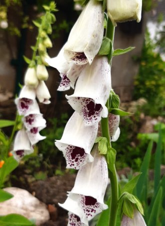 [0] Digitalis purpurea 'Pam's Choice' - Fingerhut
