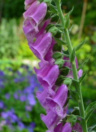 [0] Digitalis purpurea 'Gloxiniaeflora' - Fingerhut