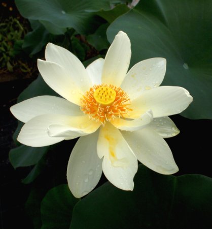 [0] Nelumbo 'Angel Wings' - Lotos (wurzelnackt)