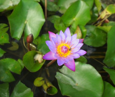 [0] Nymphaea 'Panama Pacific' - Tropische Seerose