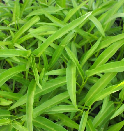 [0] Ipomoea aquatica - Wasserspinat