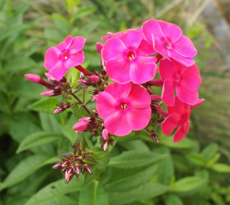 [0] Phlox paniculata 'Thorin' - Flammenblume