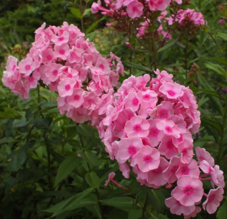 [0] Phlox paniculata 'Dwalin' - Flammenblume