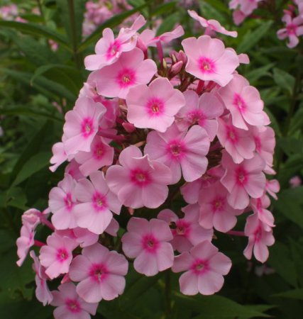 [0] Phlox paniculata 'Balin' - Flammenblume