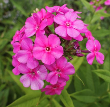 [0] Phlox paniculata 'Dori' - Flammenblume