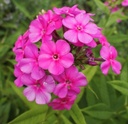 Phlox paniculata 'Dori' - Flammenblume