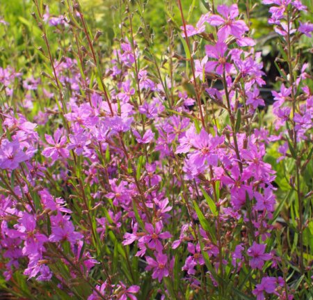 [0] Lythrum virgatum 'Helene' - Ruten-Weiderich
