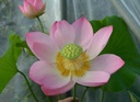 Nelumbo 'Nikki Gibson' - Lotos